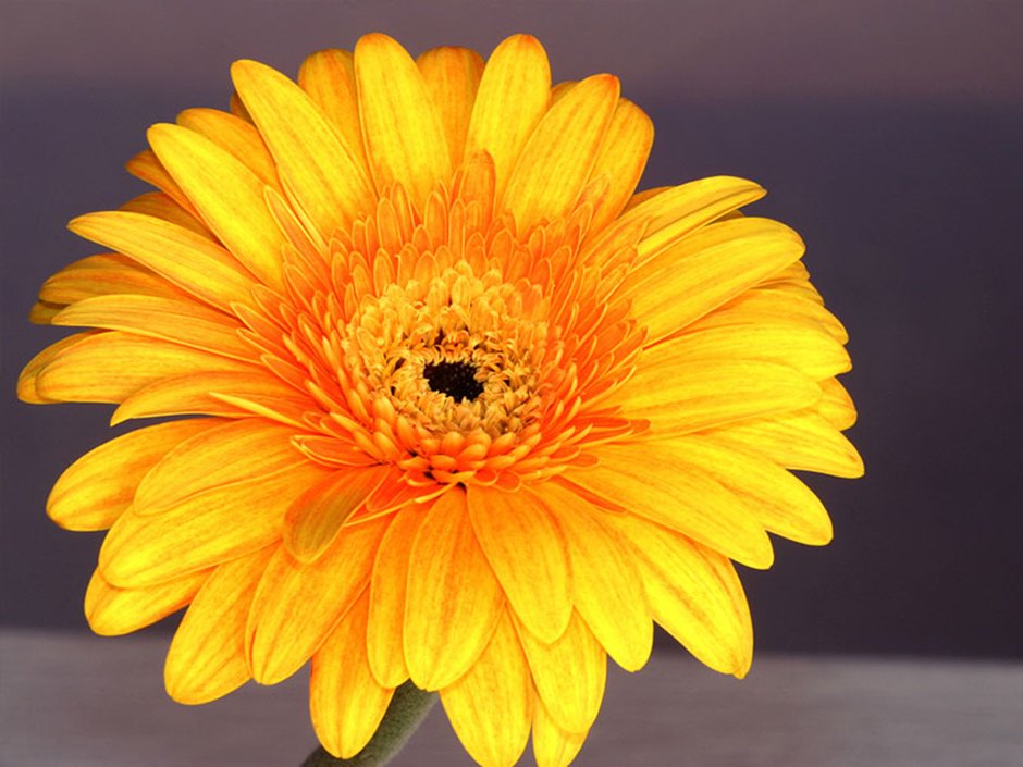Yellow_Gerbera_flower_247591_5013_jpg